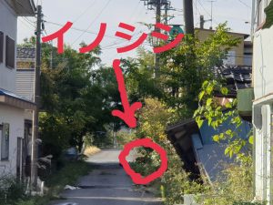 イノシシ