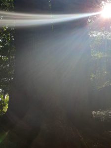 伊雑宮