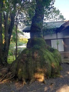 きんちゃくぐす