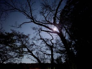 神社から眺めた月