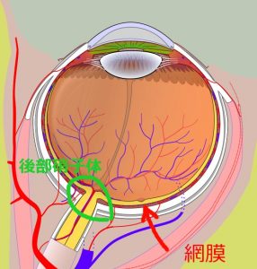 眼の構造図