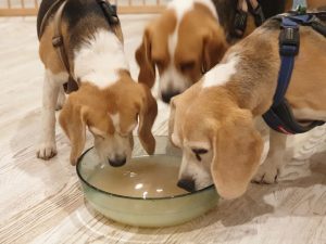 ゼオライト水を飲む犬たち